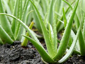 aloe-vera-plants