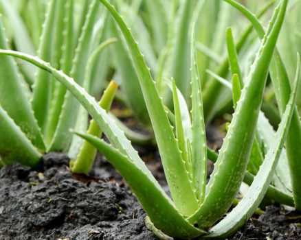 aloe-vera-plants