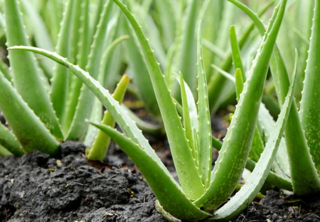 aloe-vera-plants