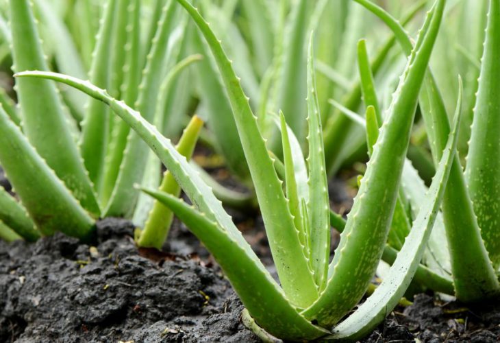 aloe-vera-plants